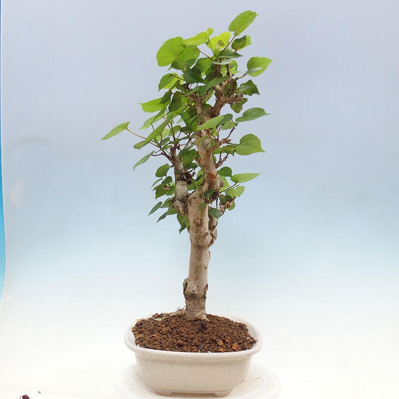 Indoor bonsai - Hibiscus tiliaceus - Sea hibiscus + SUISEKI book Free