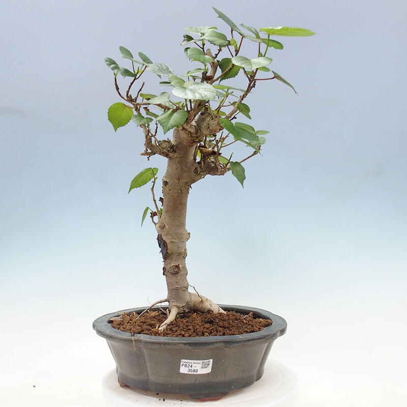 Indoor bonsai - Hibiscus tiliaceus - Sea hibiscus + SUISEKI book Free