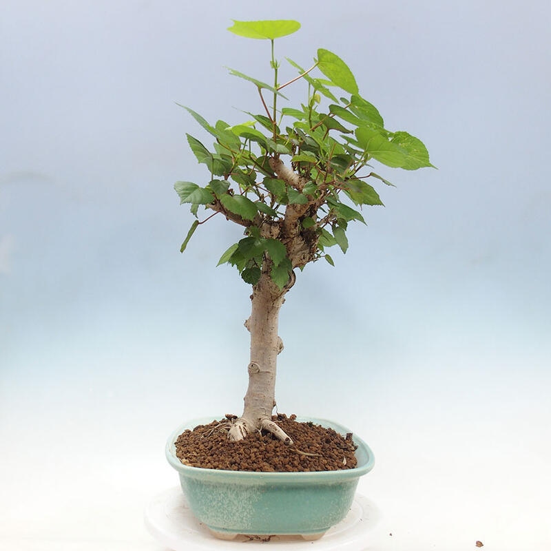 Indoor bonsai - Hibiscus tiliaceus - Sea hibiscus + SUISEKI book Free