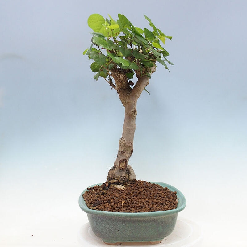 Indoor bonsai - Hibiscus tiliaceus - Sea hibiscus + SUISEKI book Free