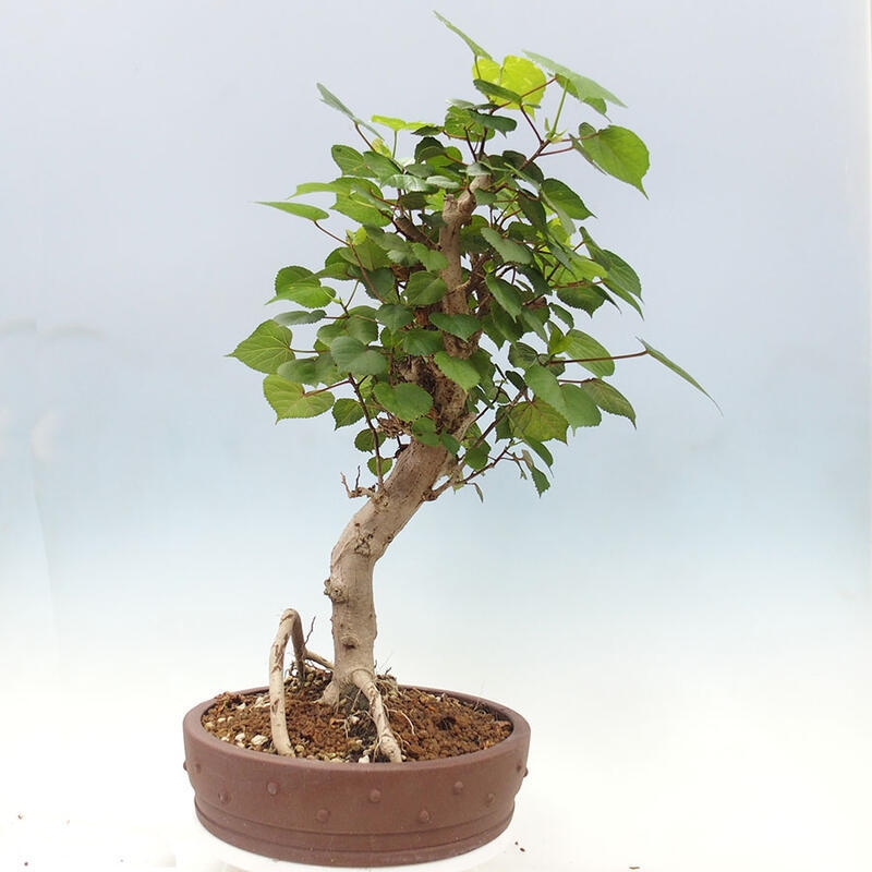 Indoor bonsai - Hibiscus tiliaceus - Sea hibiscus + SUISEKI book Free