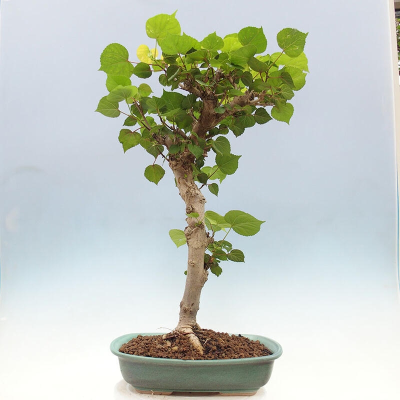 Indoor bonsai - Hibiscus tiliaceus - Sea hibiscus + SUISEKI book Free