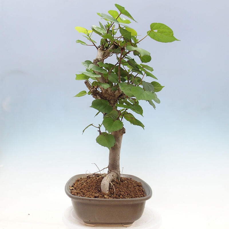 Indoor bonsai - Hibiscus tiliaceus - Sea hibiscus + SUISEKI book Free