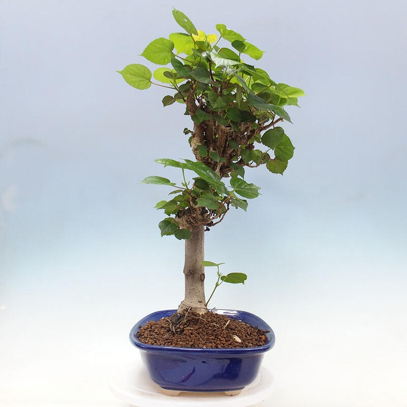 Indoor bonsai - Hibiscus tiliaceus - Sea hibiscus + SUISEKI book Free