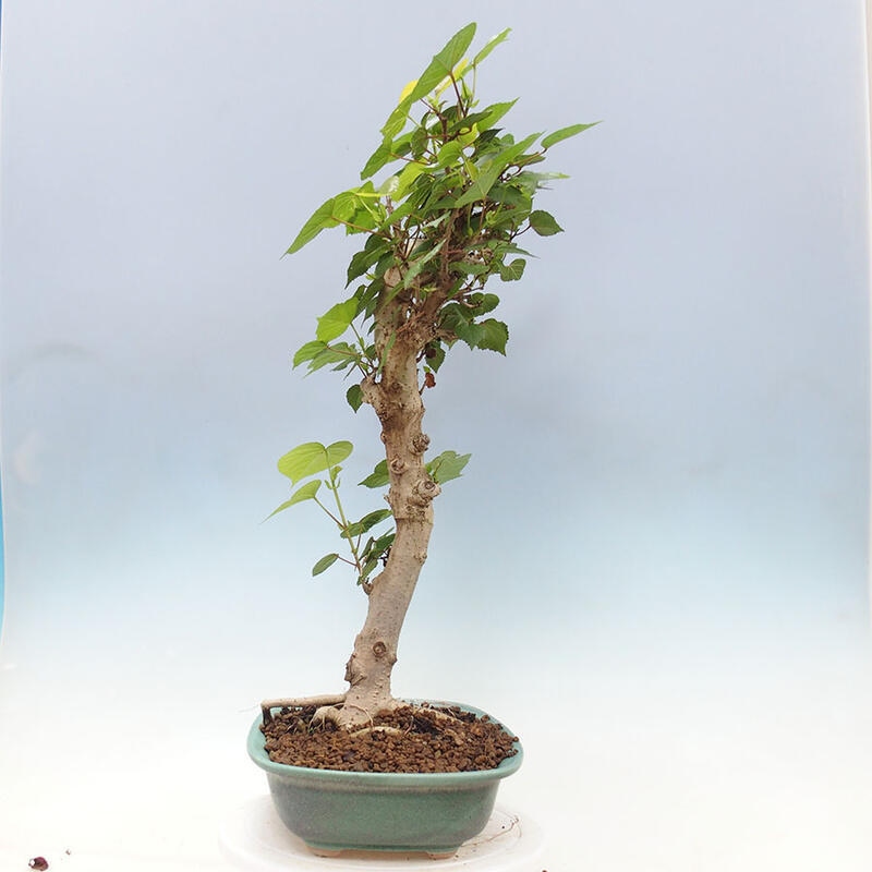 Indoor bonsai - Hibiscus tiliaceus - Sea hibiscus + SUISEKI book Free