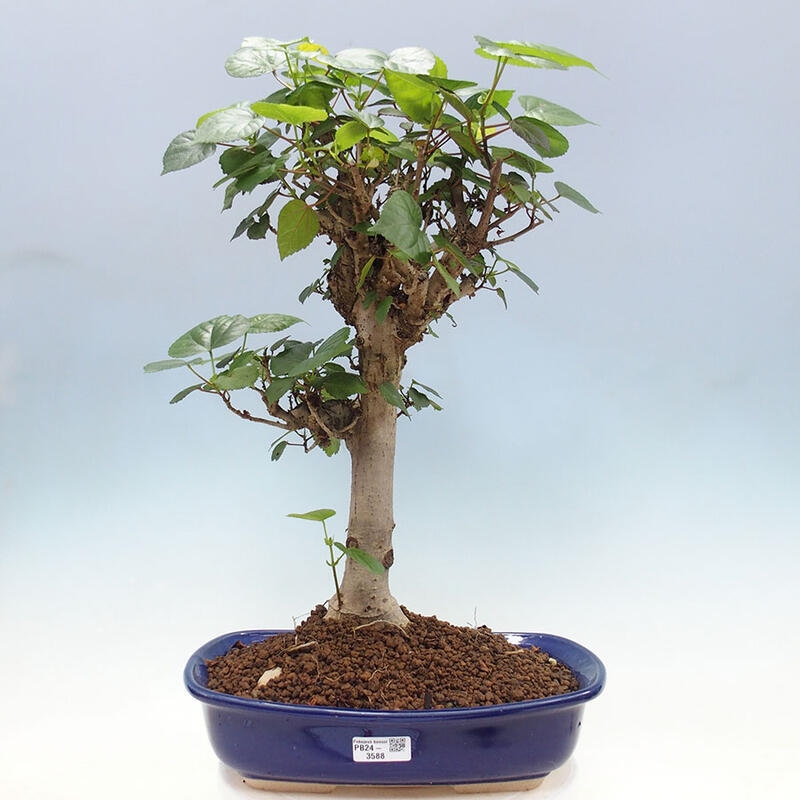 Indoor bonsai - Hibiscus tiliaceus - Sea hibiscus + SUISEKI book Free