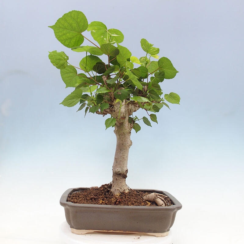 Indoor bonsai - Hibiscus tiliaceus - Sea hibiscus + SUISEKI book Free