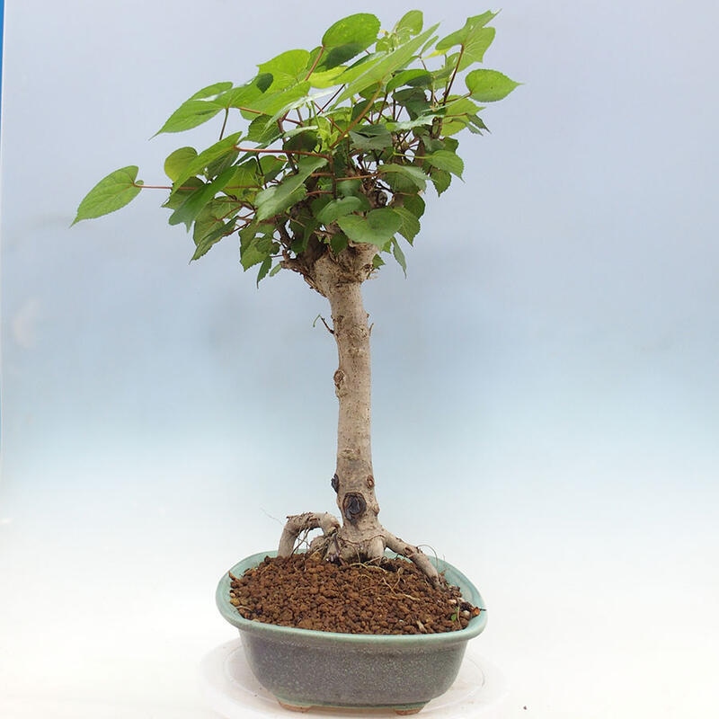 Indoor bonsai - Hibiscus tiliaceus - Sea hibiscus + SUISEKI book Free