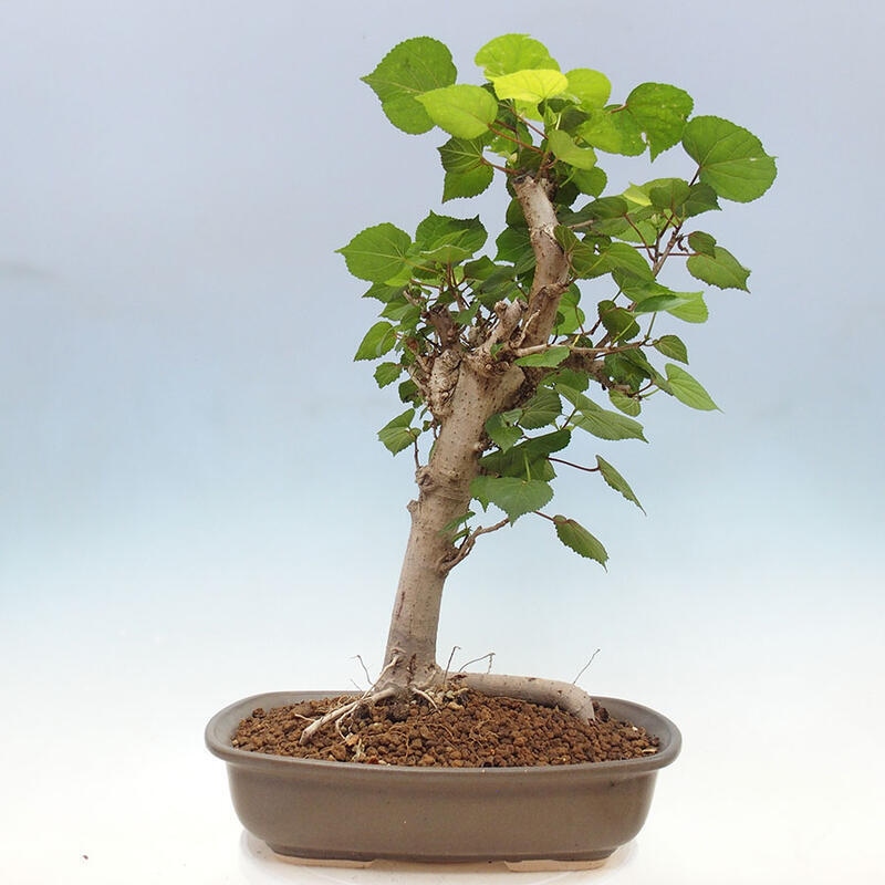 Indoor bonsai - Hibiscus tiliaceus - Sea hibiscus + SUISEKI book Free