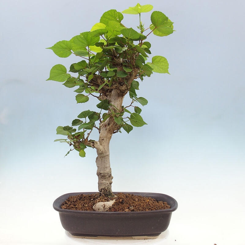 Indoor bonsai - Hibiscus tiliaceus - Sea hibiscus + SUISEKI book Free