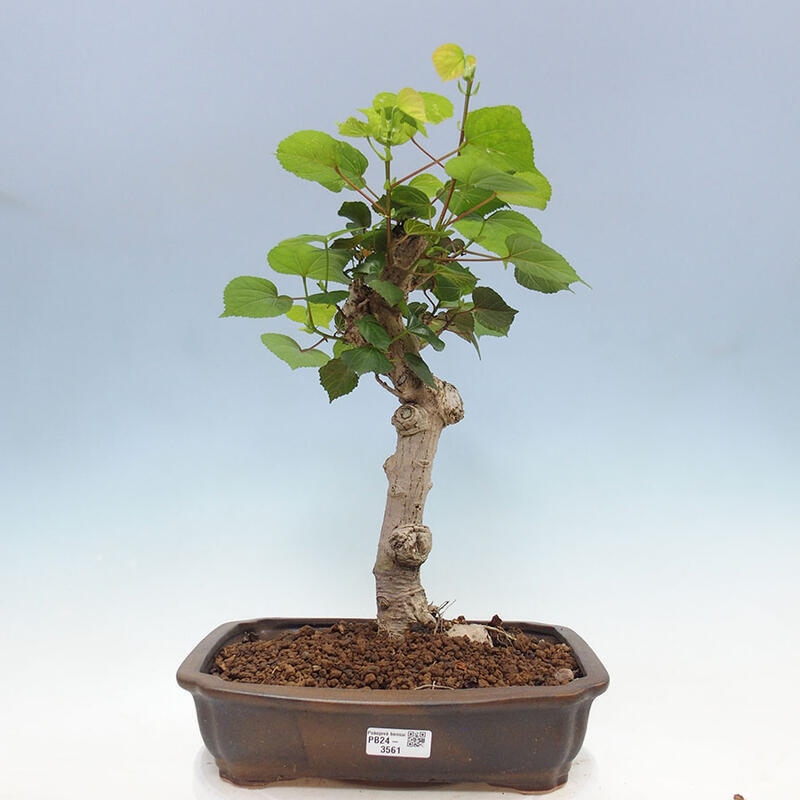 Indoor bonsai - Hibiscus tiliaceus - Sea hibiscus + SUISEKI book Free