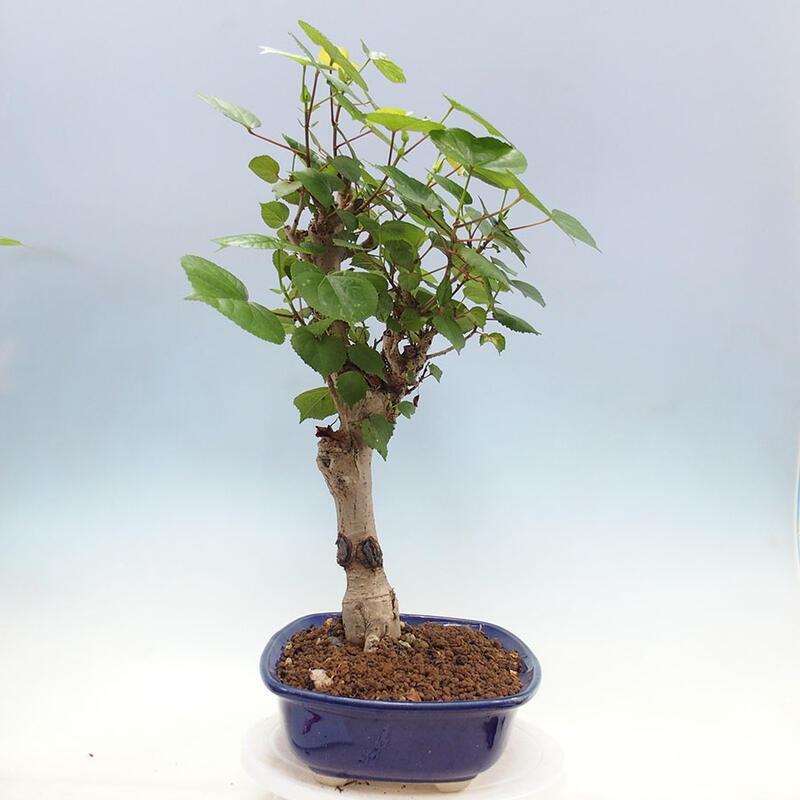 Indoor bonsai - Hibiscus tiliaceus - Sea hibiscus + SUISEKI book Free