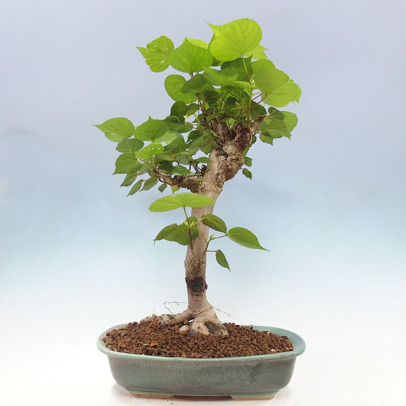 Indoor bonsai - Hibiscus tiliaceus - Sea hibiscus + SUISEKI book Free