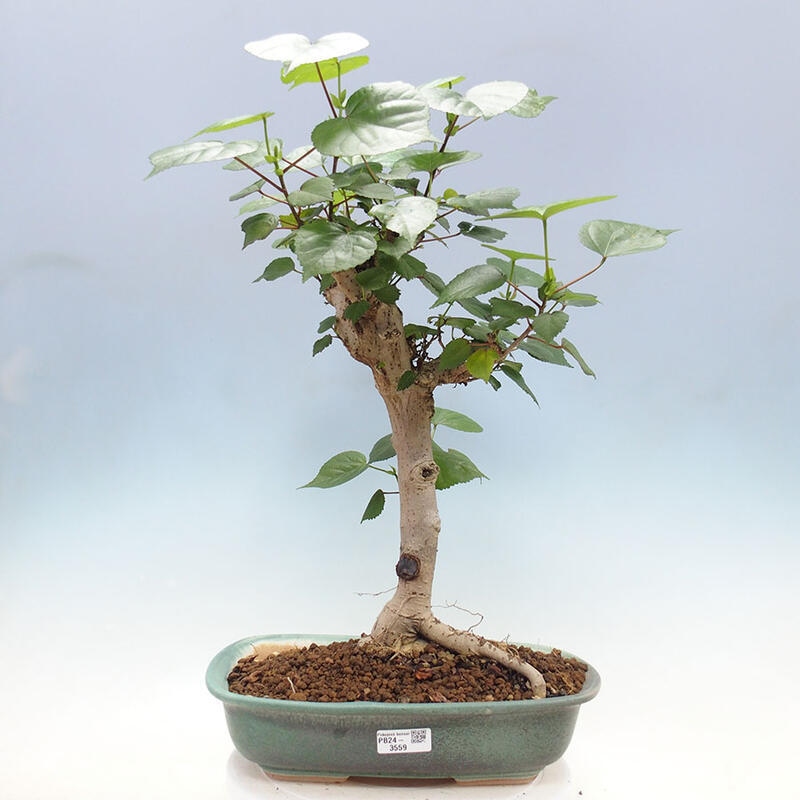 Indoor bonsai - Hibiscus tiliaceus - Sea hibiscus + SUISEKI book Free