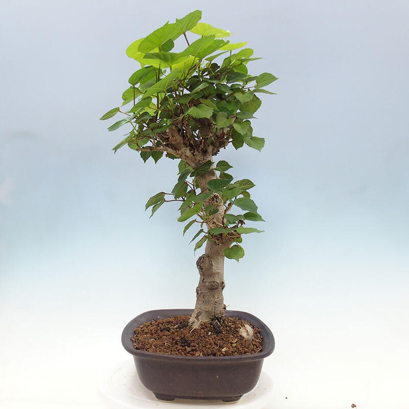 Indoor bonsai - Hibiscus tiliaceus - Sea hibiscus + SUISEKI book Free