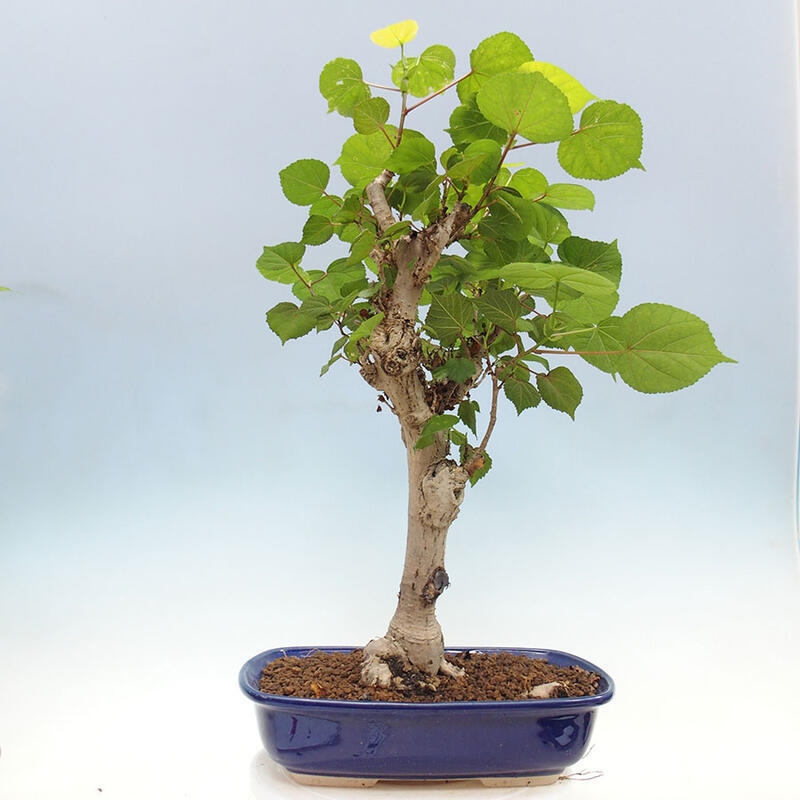 Indoor bonsai - Hibiscus tiliaceus - Sea hibiscus + SUISEKI book Free