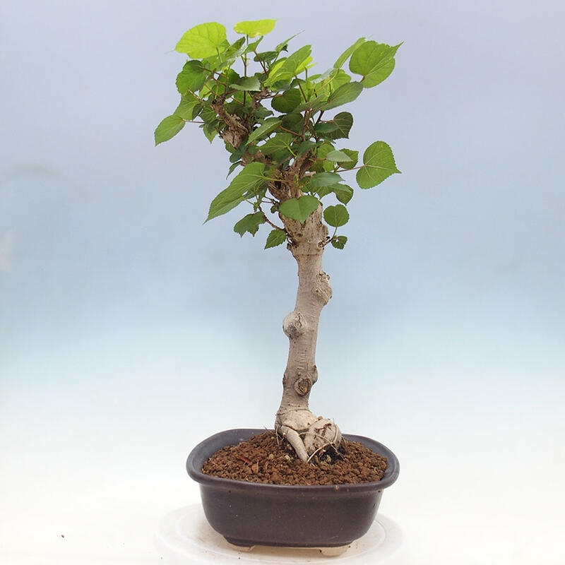 Indoor bonsai - Hibiscus tiliaceus - Sea hibiscus + SUISEKI book Free