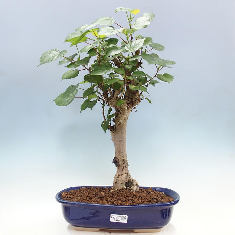 Indoor bonsai - Hibiscus tiliaceus - Sea hibiscus + SUISEKI book Free