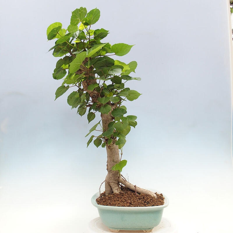 Indoor bonsai - Hibiscus tiliaceus - Sea hibiscus + SUISEKI book Free