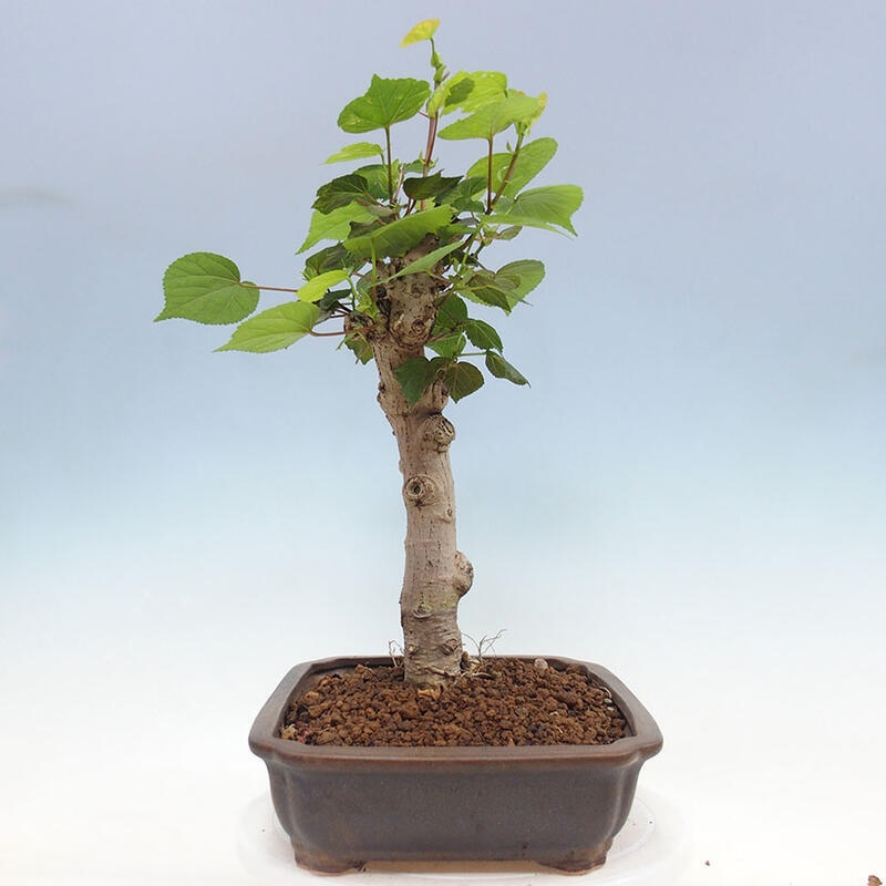 Indoor bonsai - Hibiscus tiliaceus - Sea hibiscus + SUISEKI book Free