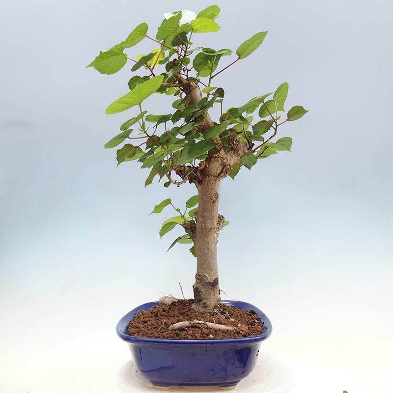 Indoor bonsai - Hibiscus tiliaceus - Sea hibiscus + SUISEKI book Free