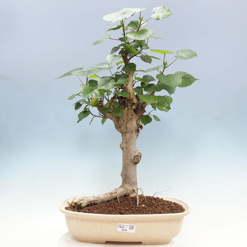 Indoor bonsai - Hibiscus tiliaceus - Sea hibiscus + SUISEKI book Free