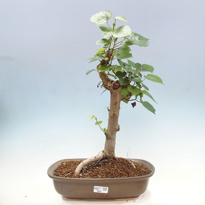 Indoor bonsai - Hibiscus tiliaceus - Sea hibiscus + SUISEKI book Free