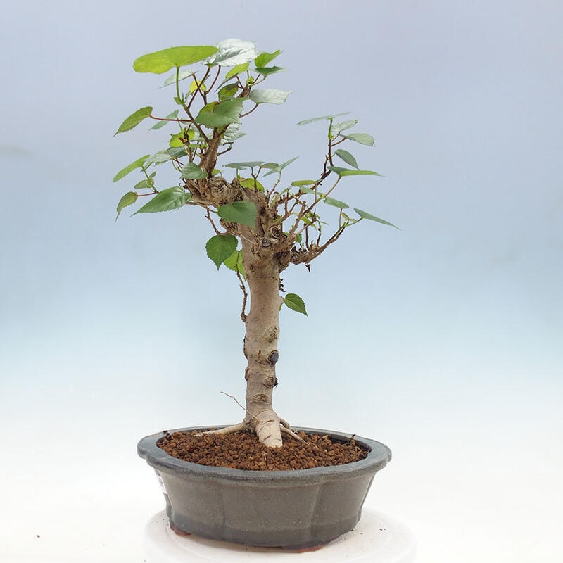 Indoor bonsai - Hibiscus tiliaceus - Sea hibiscus + SUISEKI book Free