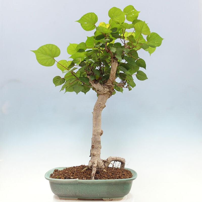 Indoor bonsai - Hibiscus tiliaceus - Sea hibiscus + SUISEKI book Free