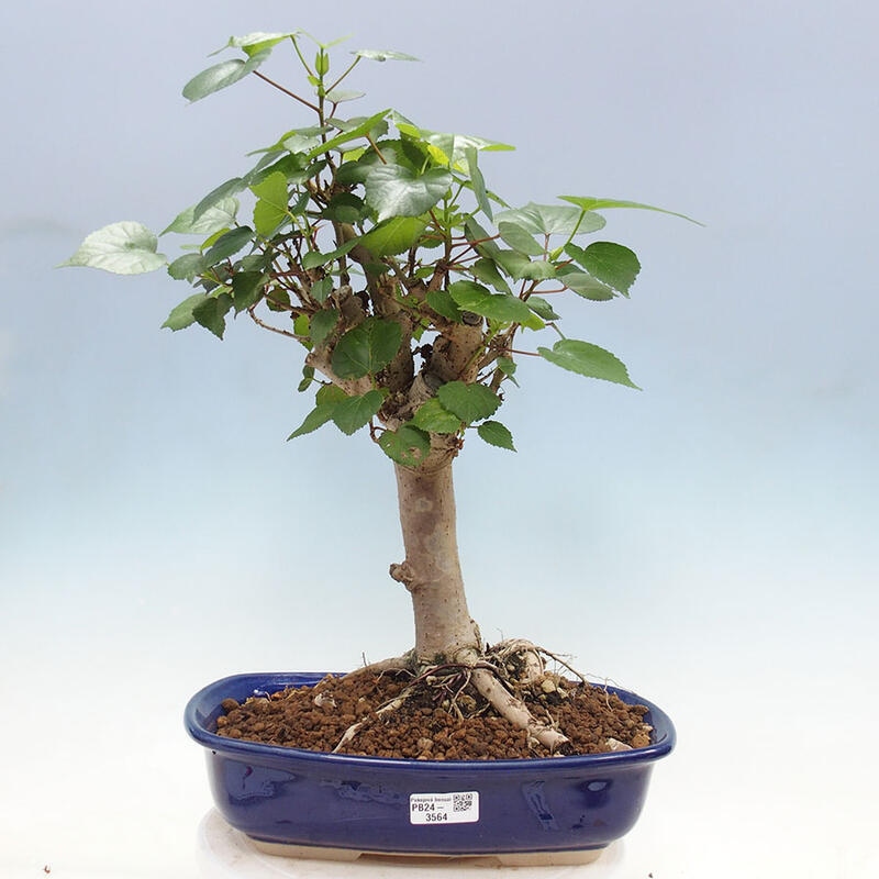 Indoor bonsai - Hibiscus tiliaceus - Sea hibiscus + SUISEKI book Free