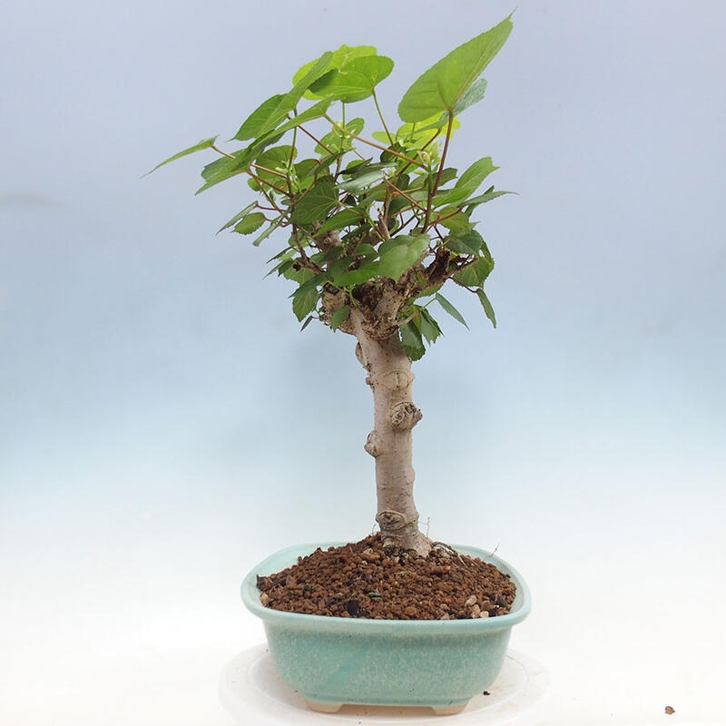 Indoor bonsai - Hibiscus tiliaceus - Sea hibiscus + SUISEKI book Free