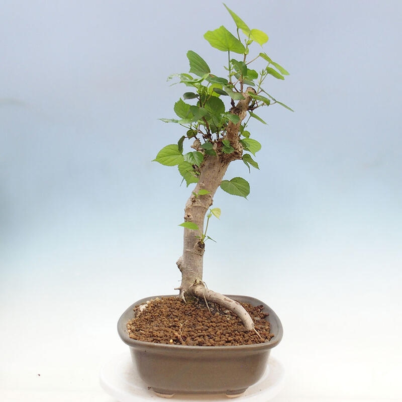 Indoor bonsai - Hibiscus tiliaceus - Sea hibiscus + SUISEKI book Free