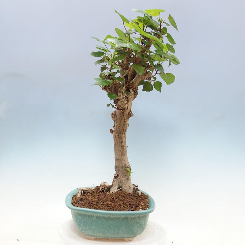 Indoor bonsai - Hibiscus tiliaceus - Sea hibiscus + SUISEKI book Free