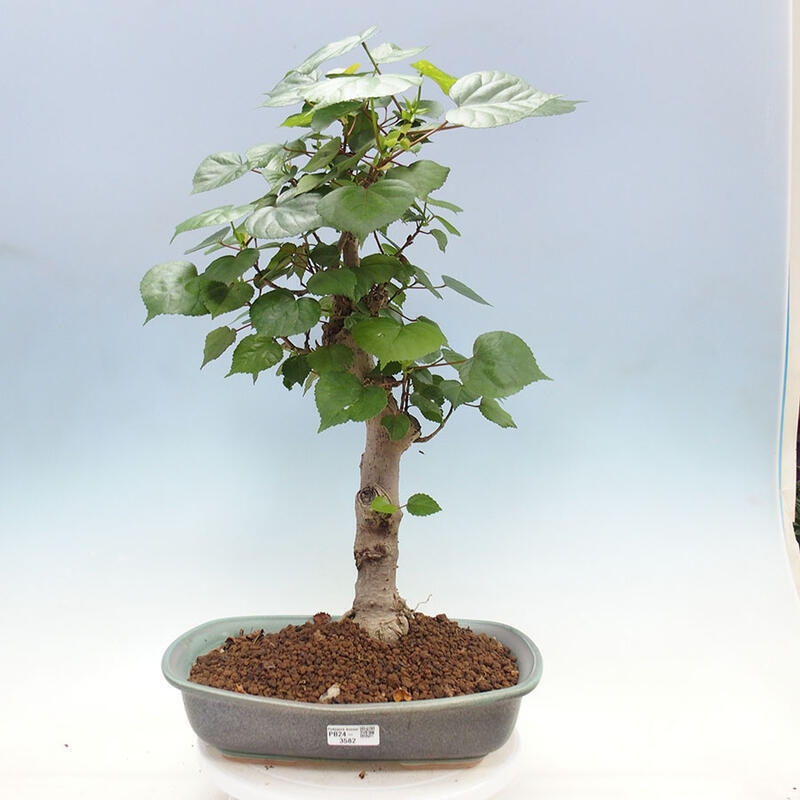 Indoor bonsai - Hibiscus tiliaceus - Sea hibiscus + SUISEKI book Free