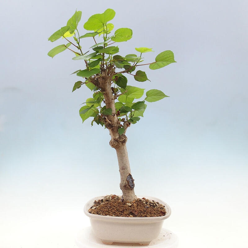 Indoor bonsai - Hibiscus tiliaceus - Sea hibiscus + SUISEKI book Free