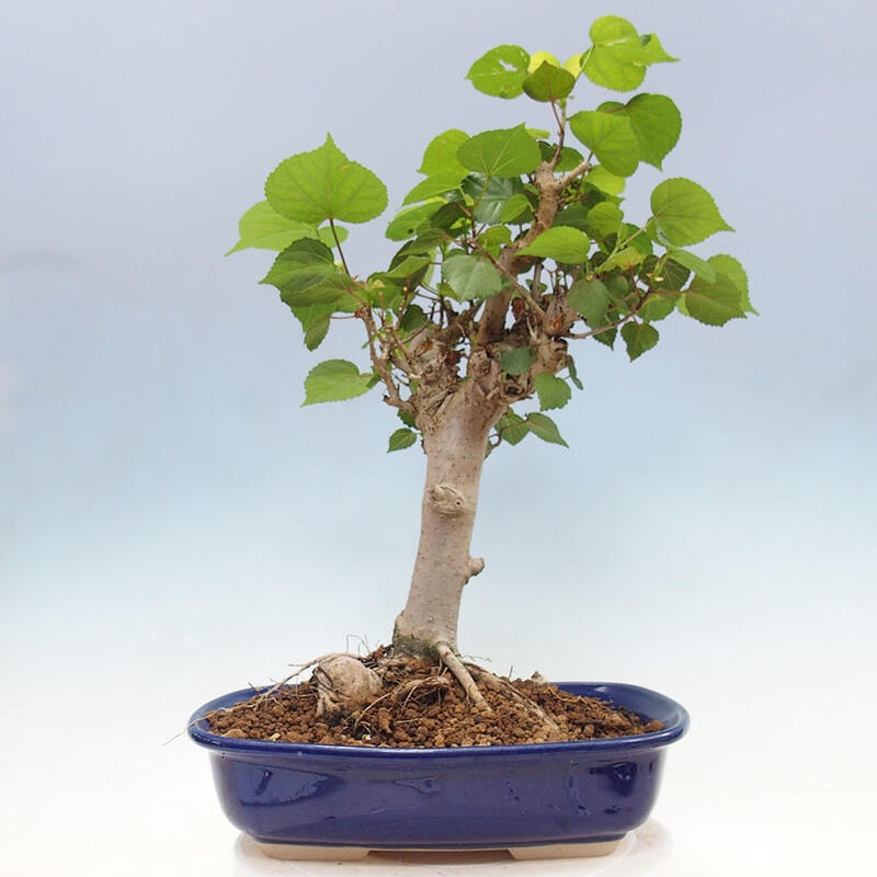 Indoor bonsai - Hibiscus tiliaceus - Sea hibiscus + SUISEKI book Free