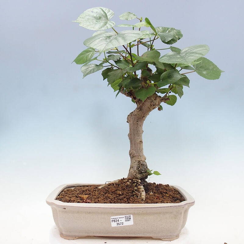 Indoor bonsai - Hibiscus tiliaceus - Sea hibiscus + SUISEKI book Free