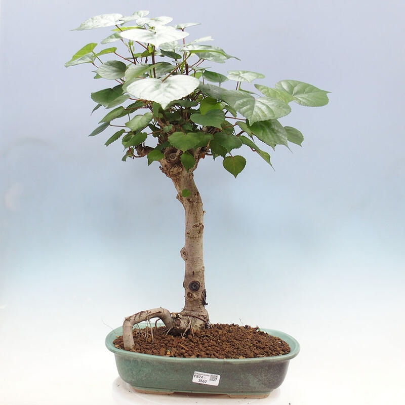 Indoor bonsai - Hibiscus tiliaceus - Sea hibiscus + SUISEKI book Free