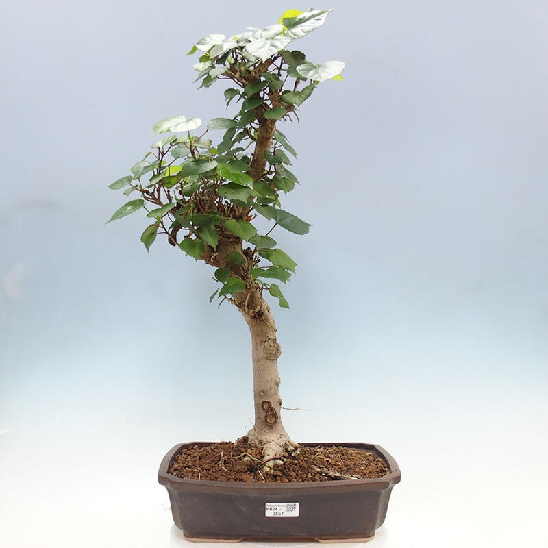 Indoor bonsai - Hibiscus tiliaceus - Sea hibiscus + SUISEKI book Free