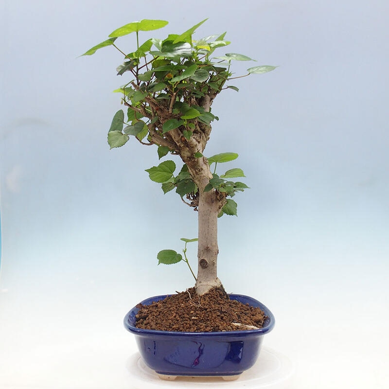 Indoor bonsai - Hibiscus tiliaceus - Sea hibiscus + SUISEKI book Free