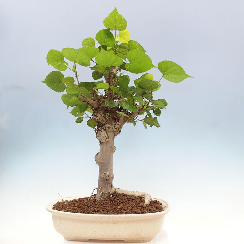 Indoor bonsai - Hibiscus tiliaceus - Sea hibiscus + SUISEKI book Free