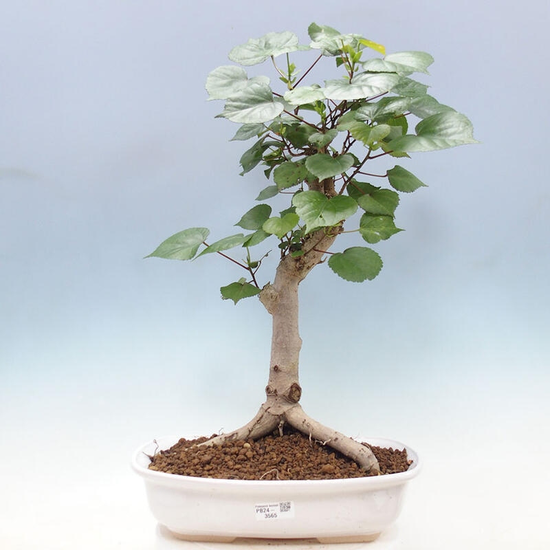 Indoor bonsai - Hibiscus tiliaceus - Sea hibiscus + SUISEKI book Free