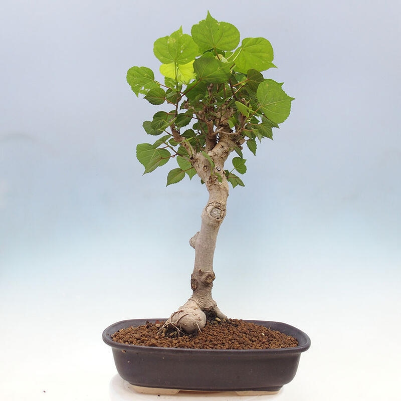 Indoor bonsai - Hibiscus tiliaceus - Sea hibiscus + SUISEKI book Free