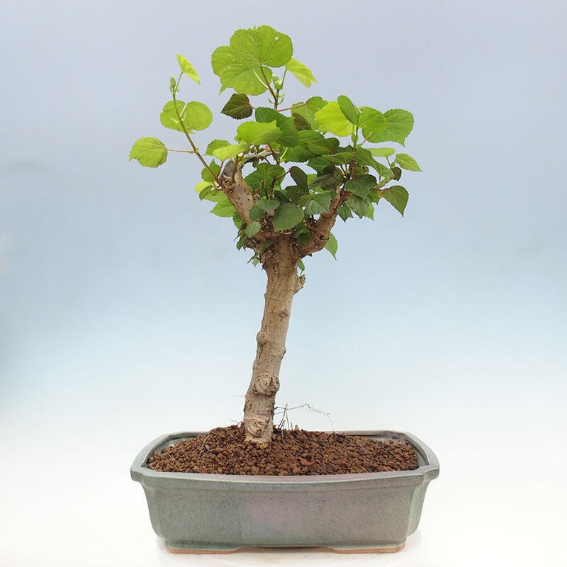 Indoor bonsai - Hibiscus tiliaceus - Sea hibiscus + SUISEKI book Free