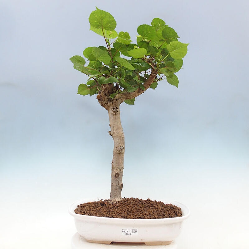 Indoor bonsai - Hibiscus tiliaceus - Sea hibiscus + SUISEKI book Free