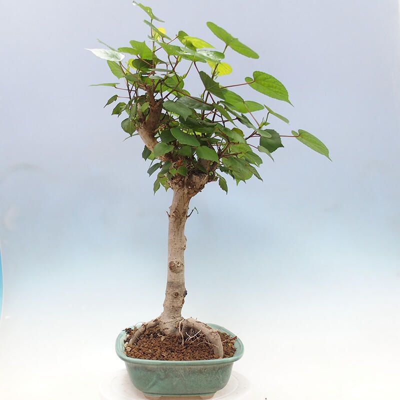 Indoor bonsai - Hibiscus tiliaceus - Sea hibiscus + SUISEKI book Free