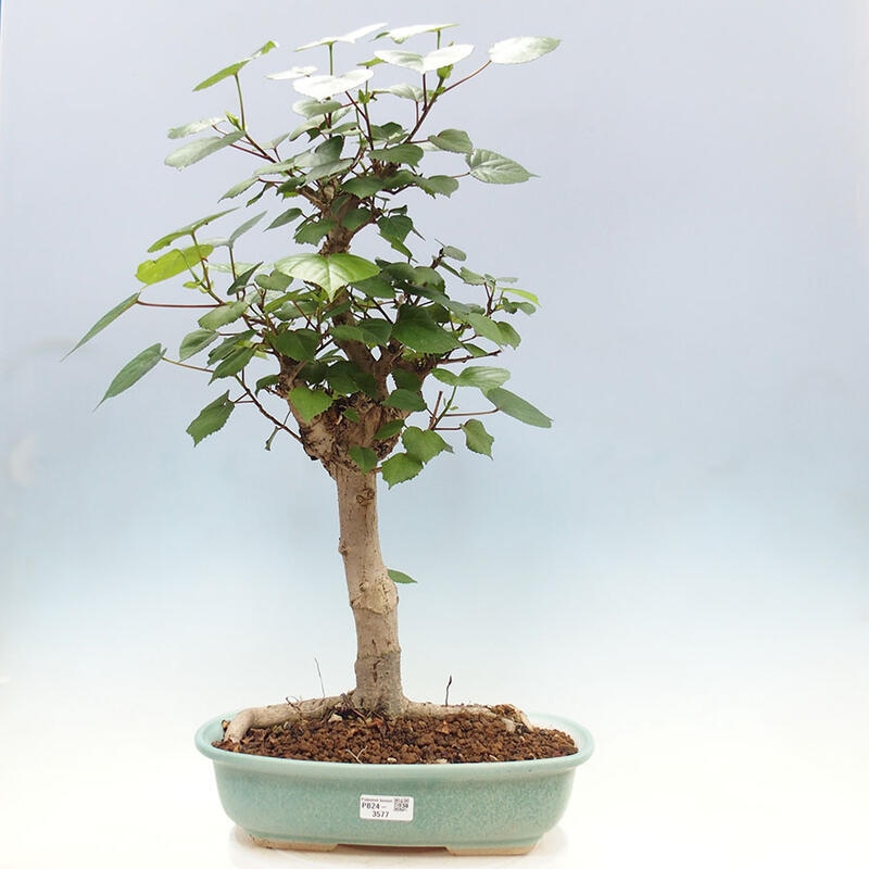 Indoor bonsai - Hibiscus tiliaceus - Sea hibiscus + SUISEKI book Free