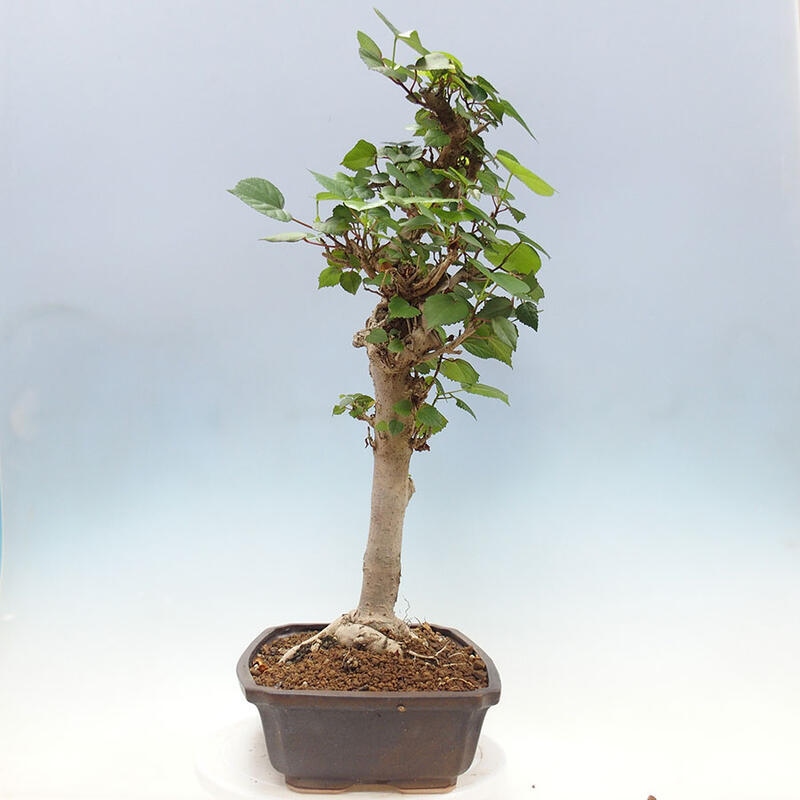 Indoor bonsai - Hibiscus tiliaceus - Sea hibiscus + SUISEKI book Free