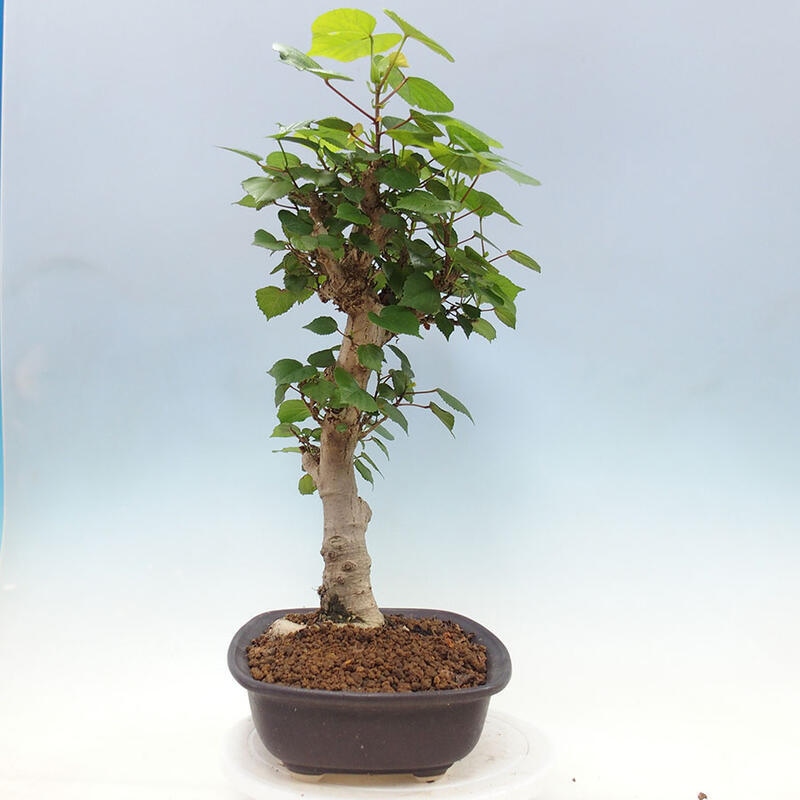 Indoor bonsai - Hibiscus tiliaceus - Sea hibiscus + SUISEKI book Free