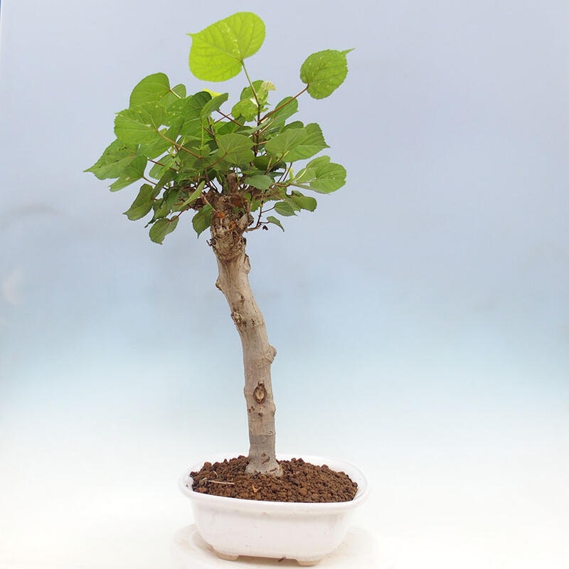 Indoor bonsai - Hibiscus tiliaceus - Sea hibiscus + SUISEKI book Free